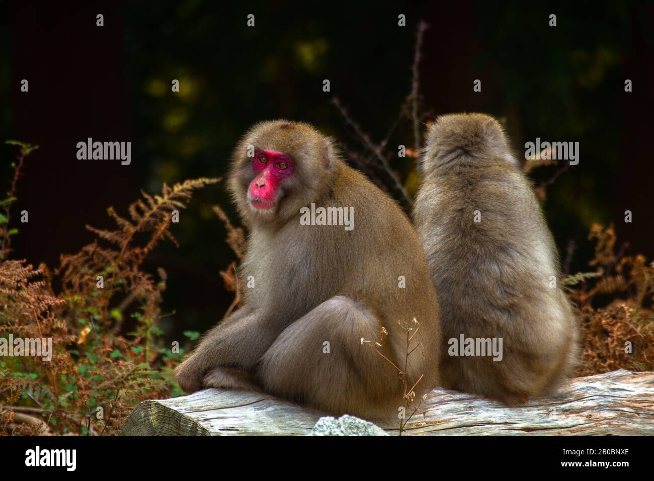 baboon travel bolsa