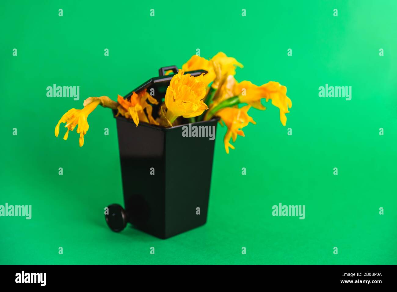 Black Dumpster with wilted narcissus flowers bouquet. Dead, aging concept. Disposable gift. Green background Stock Photo