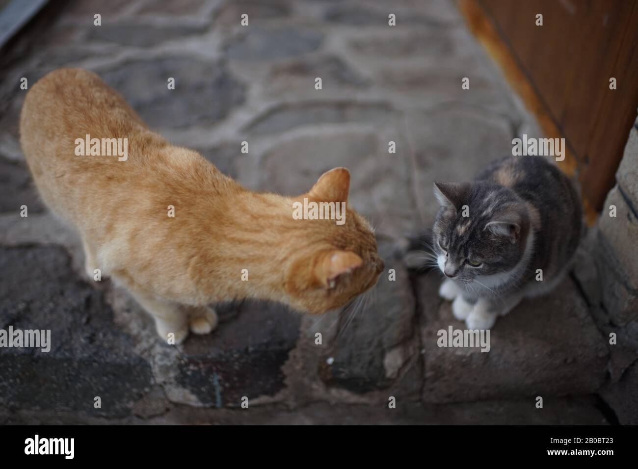 Communication of two cats in the yard. Ginger cat and young grey kitty kitten. Stock Photo