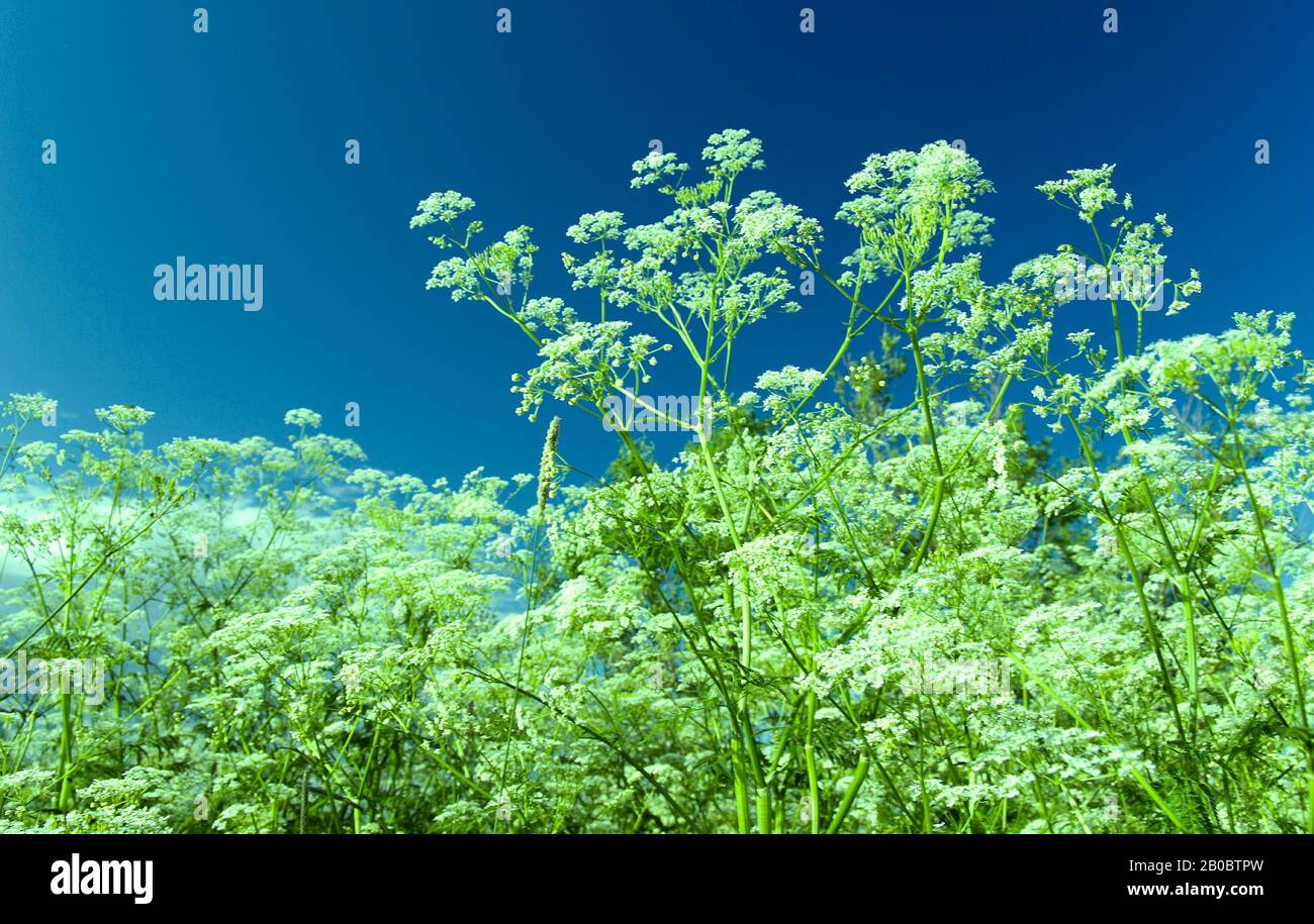 Years landscape with the blue sky and a plant.Apiaceae (Umbelliferae). Stock Photo