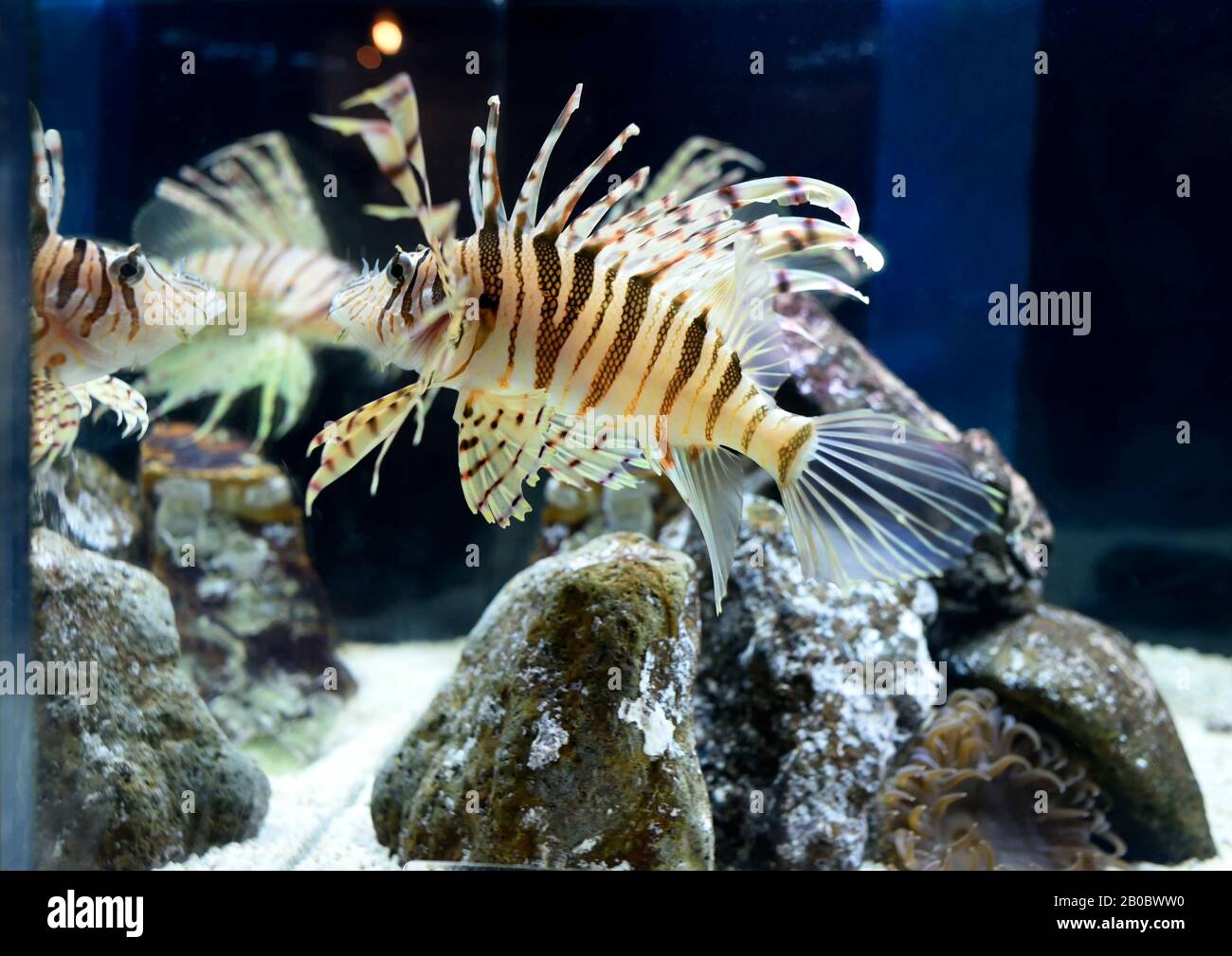 Kyoto aquarium hi-res stock photography and images - Alamy