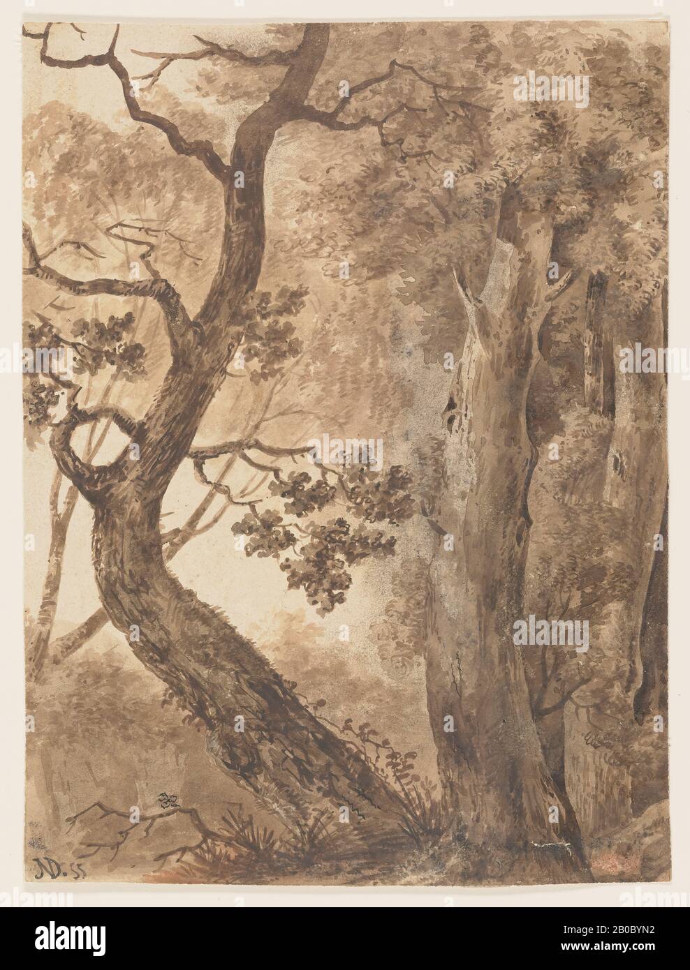 Unknown Artist, Tree Study, n.d., brush and ink on paper, 11 1/4 in. x 8 7/16 in. (28.58 cm. x 21.43 cm.) Stock Photo