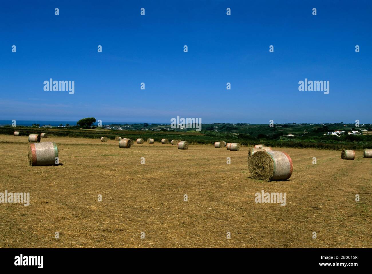 UK, CHANNEL ISLANDS, GUERNSEY, FIELD WITH HAY BALES Stock Photo Alamy
