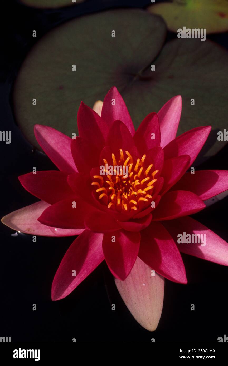 UK, WALES, BODNANT GARDEN, POND WITH WATER LILIES, CLOSE-UP Stock Photo