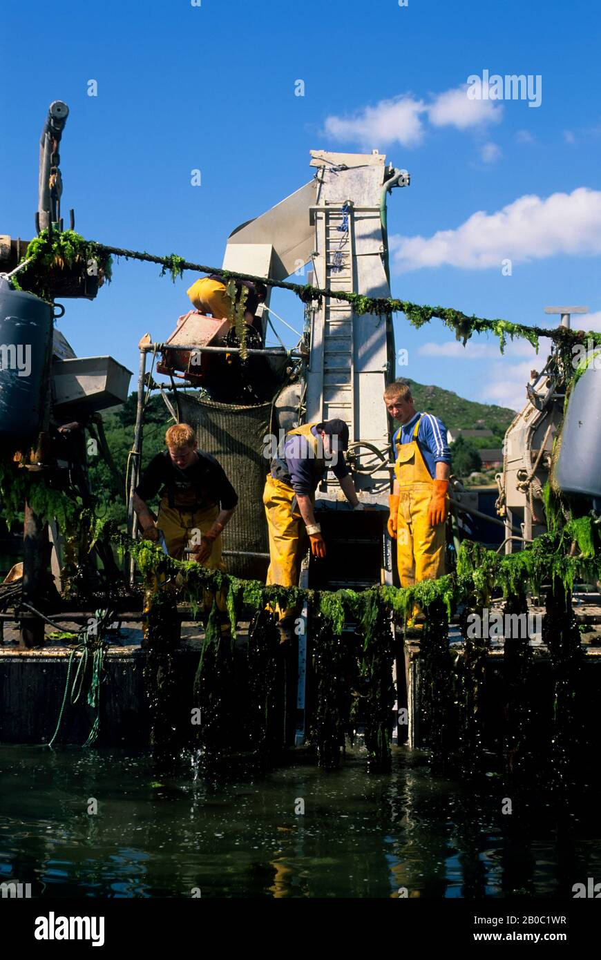 IRELAND, BANTRY BAY, GLENGARRIF, MUSSEL FARM, MUSSELS BEING HARVESTED
