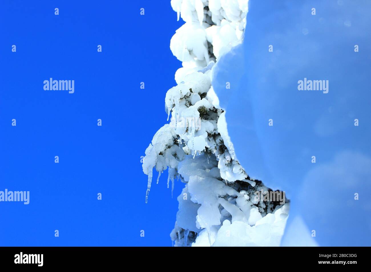 Snow covered tree in forest, blue sky in background Stock Photo - Alamy
