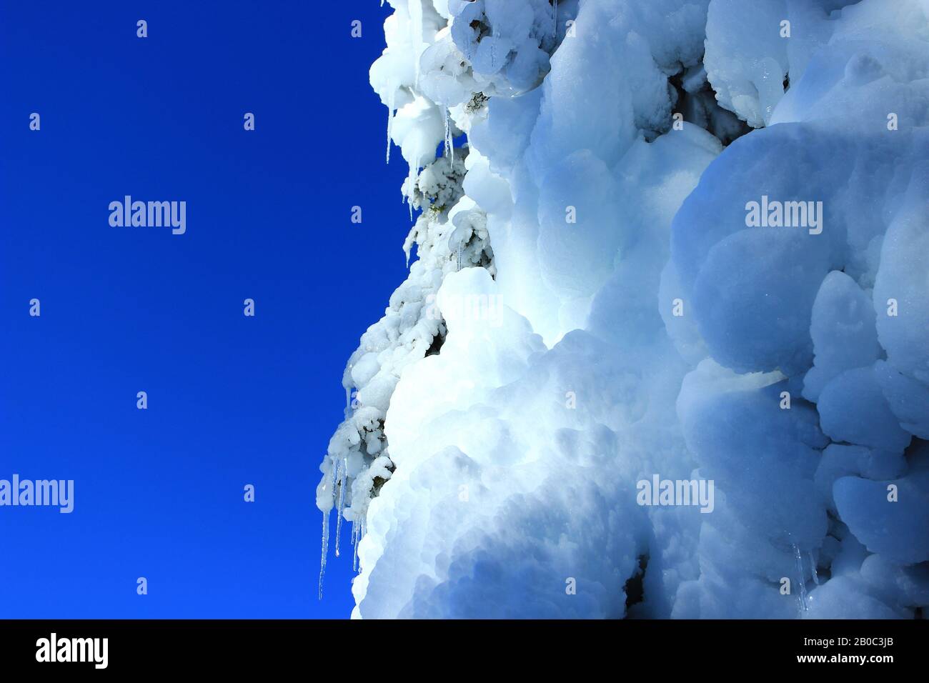 Snow covered tree in forest, blue sky in background Stock Photo - Alamy