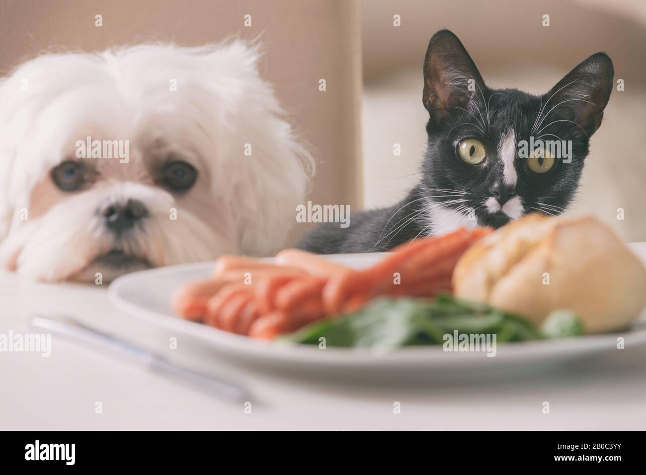 Cute white dog Maltese and cat sitting together on one a chair at the ...