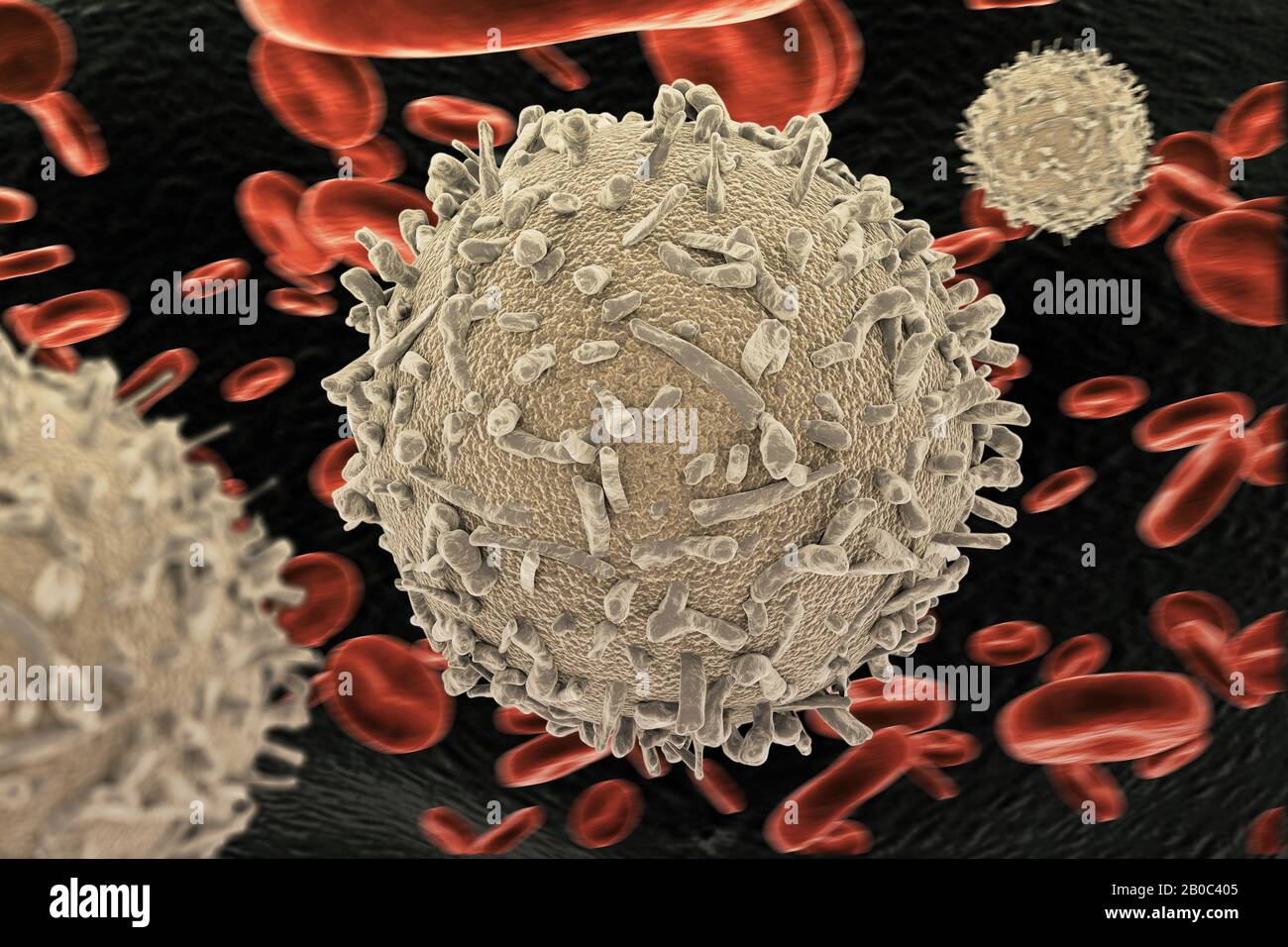 White blood cells (WBCs), also called leukocytes or leucocytes, are the cells of the immune system that are involved in protecting the body against bo Stock Photo