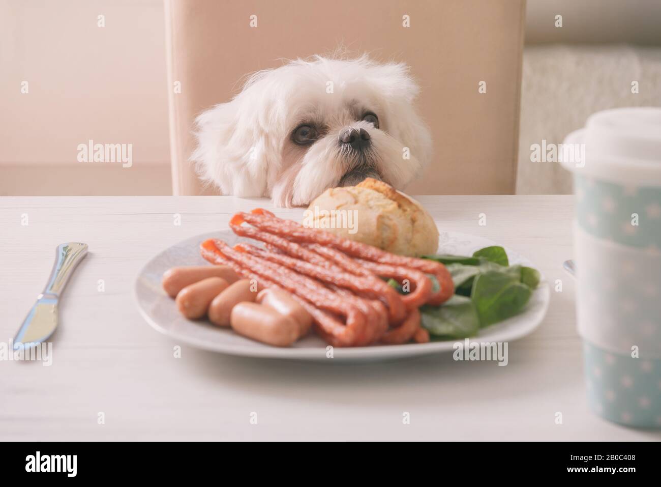 Cute white dog Maltese sitting on a chair at the table and begging for food like sausage which is on a plate. Stock Photo