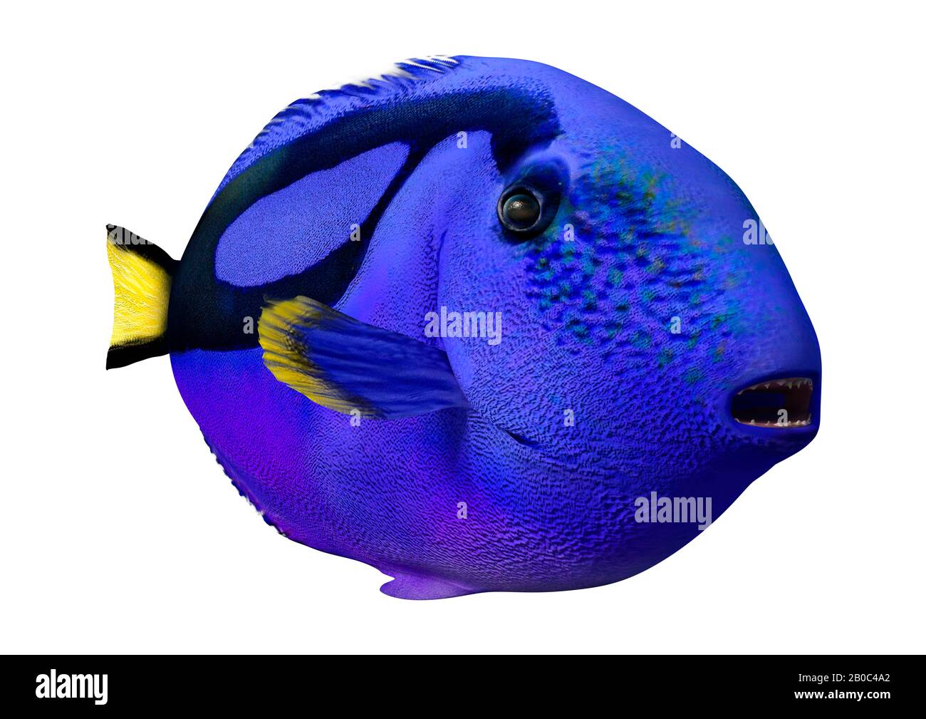 3D rendering of a blue tang fish or Paracanthurus hepatus isolated on