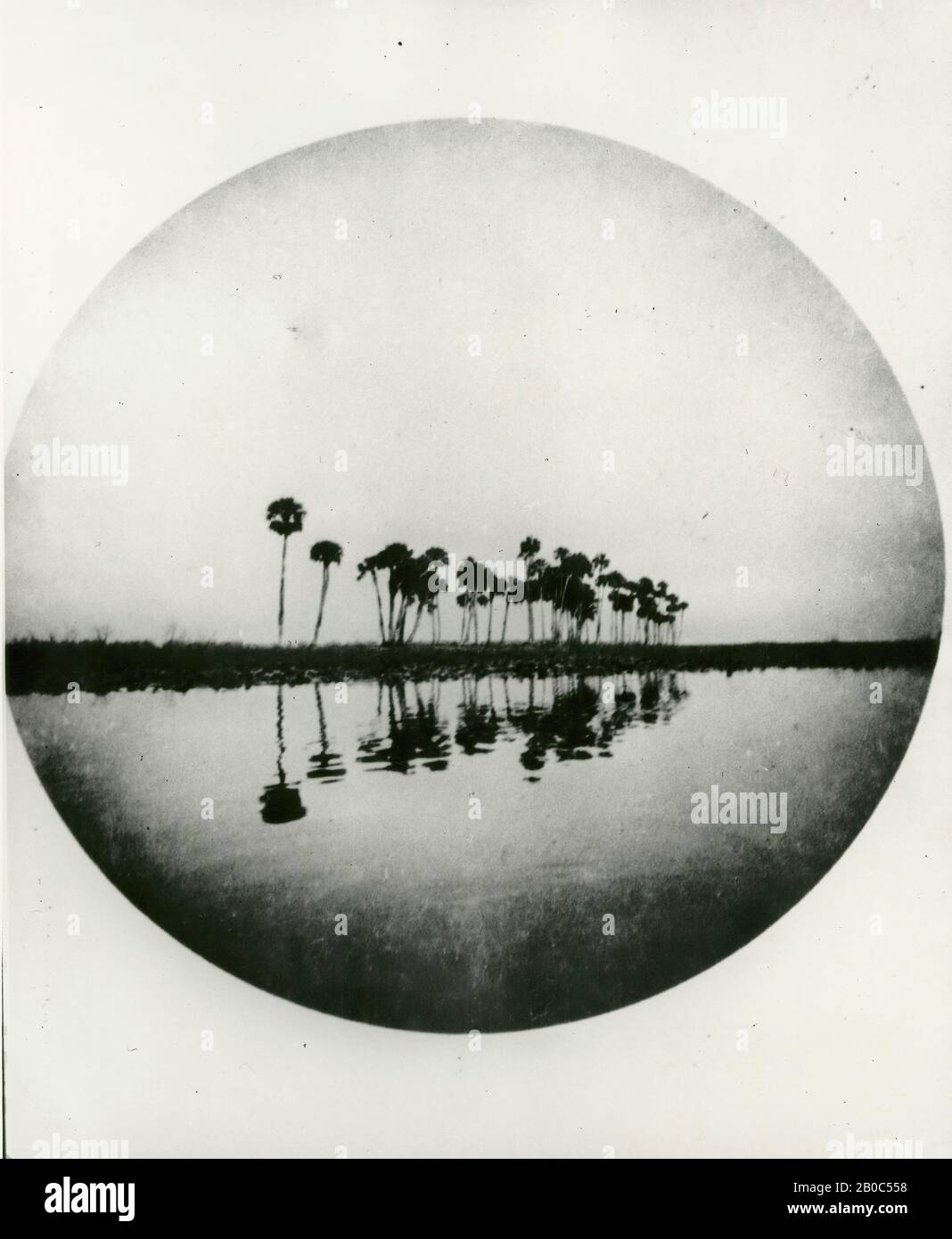Unknown Artist, Palm Trees, Homosassa River, Florida, ca. 1904, pinhole