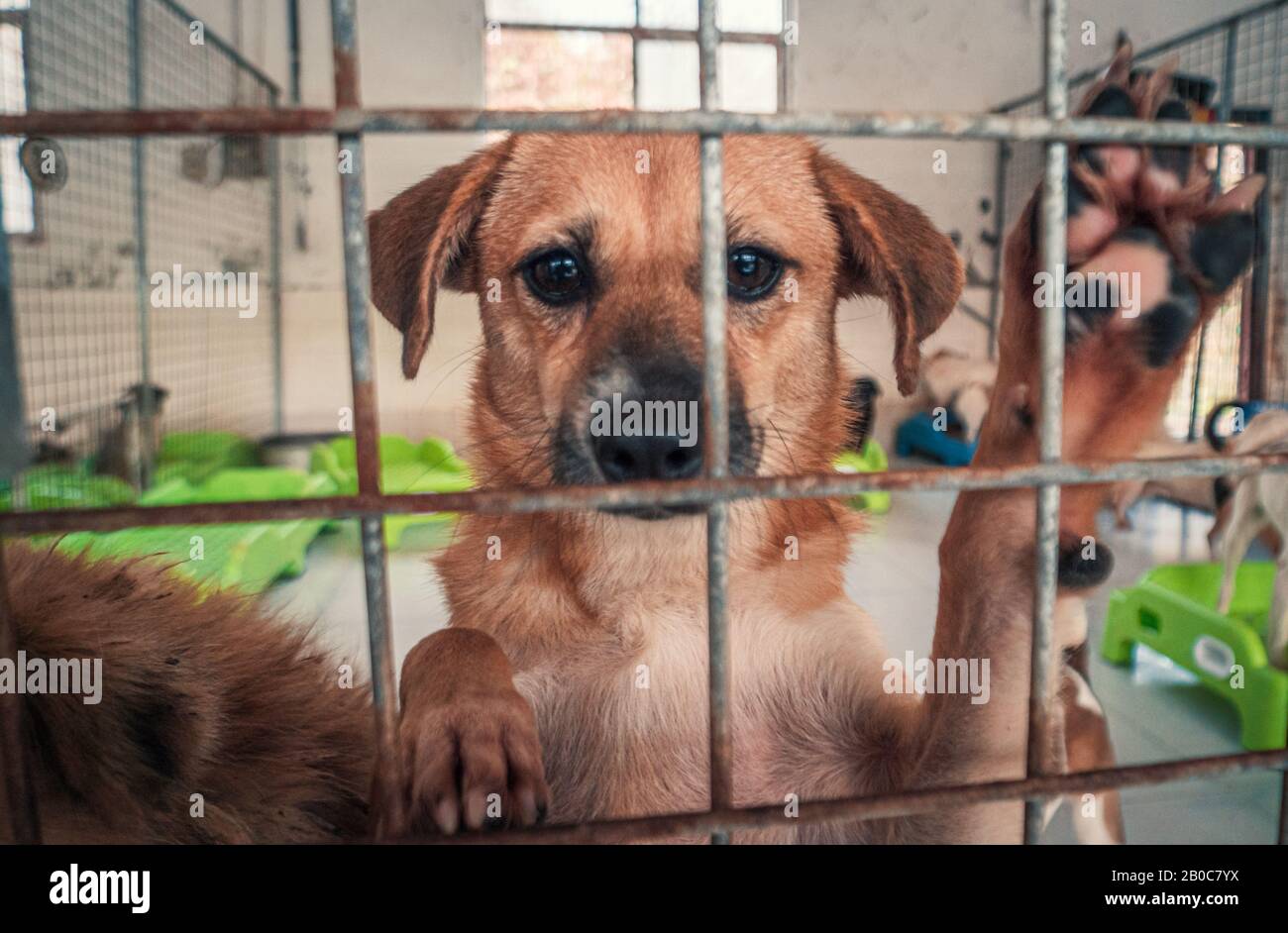 Do Dogs Feel Sad When Rehomed