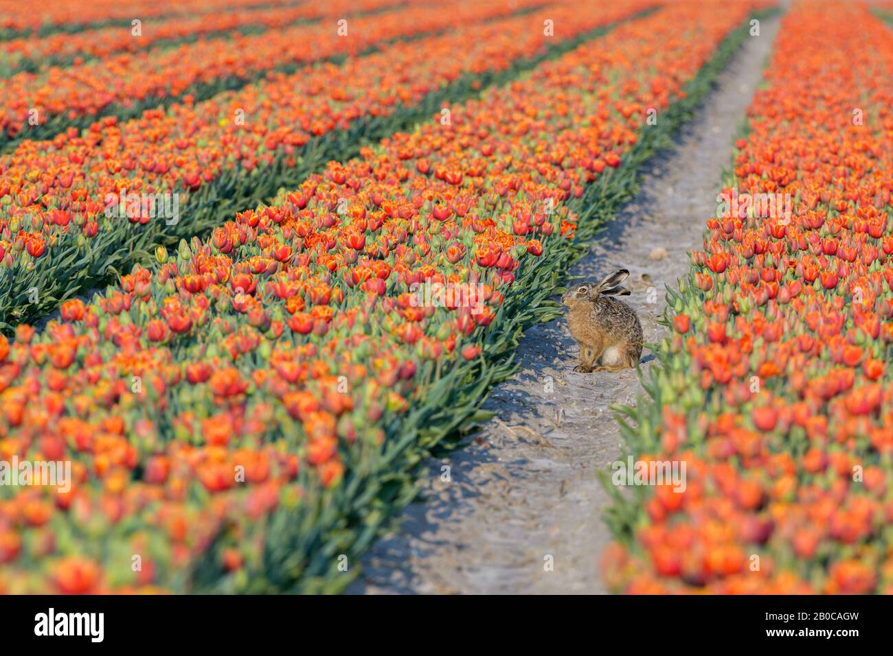 A hare (lepus europaeus) is sitting in a tulip field between the rows of flowers and enjoys the sunshine during spring in the Netherlands. Stock Photo