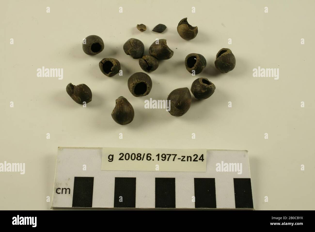 Corylus avelana hires stock photography and images Alamy