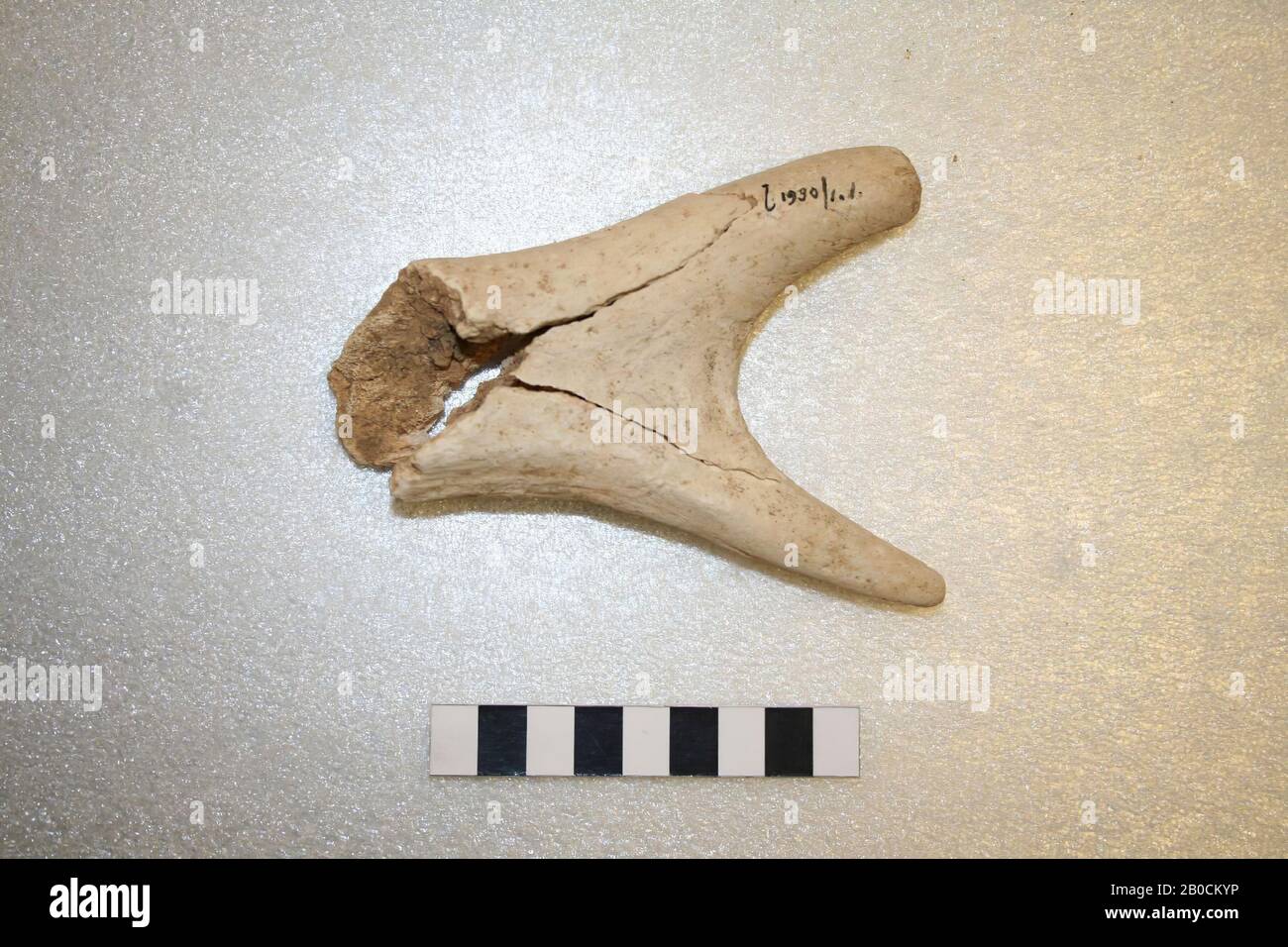 Broken into three pieces, piece of horn, organic, horn and Stock Photo