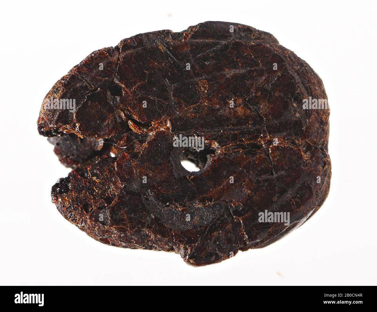 scarab, unprocessed, seal, scarab, resin, 1,8 cm, Egypt Stock Photo