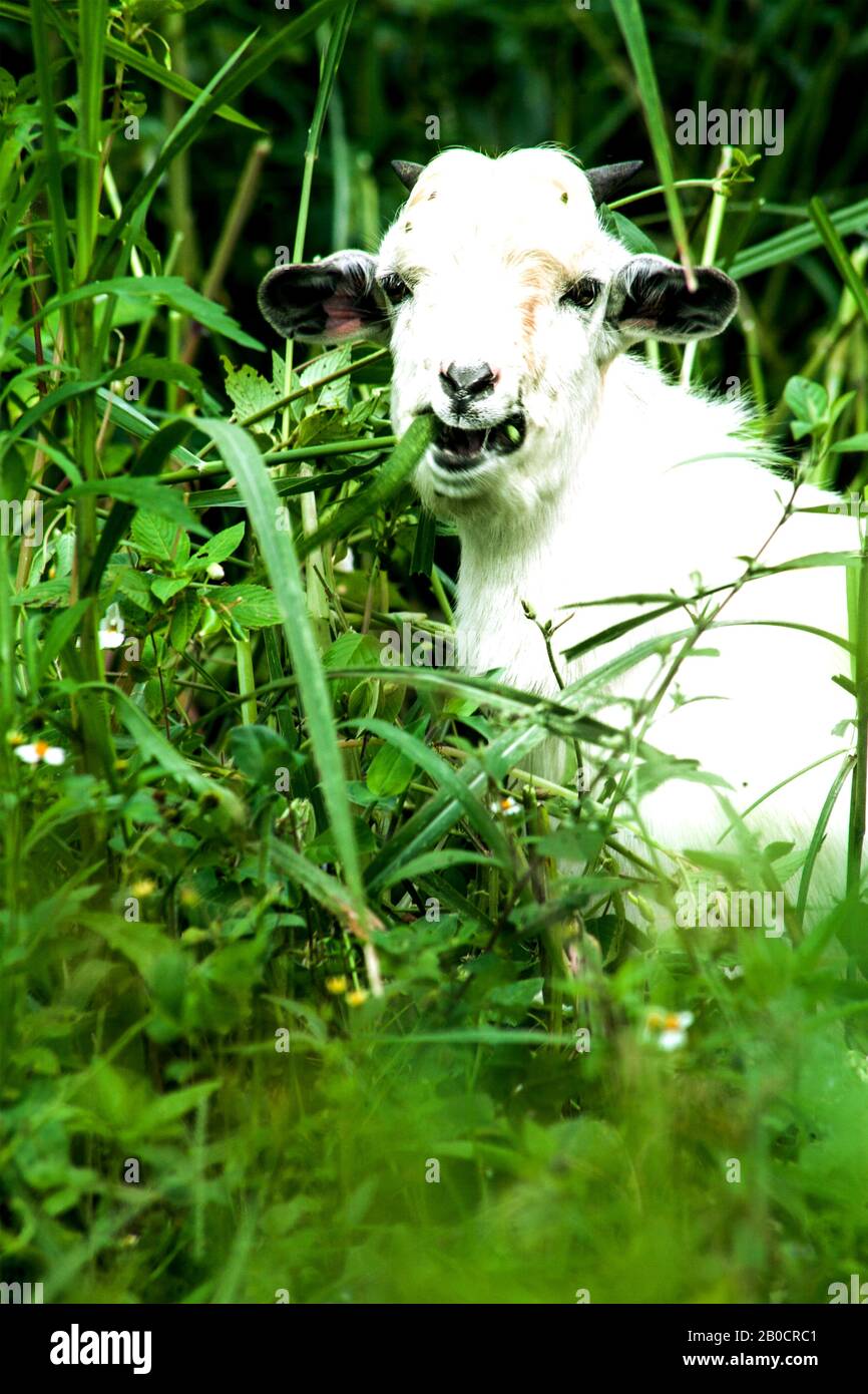 White Goat grazing and staring into camera. Eating green grass. steady gaze. the lush green scene tells of the abundance in Africa. Stock Photo