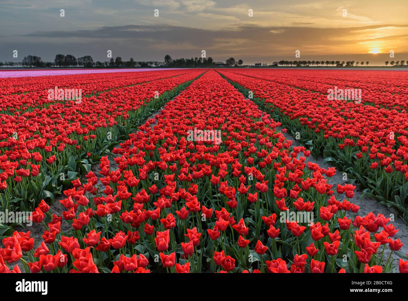 Tulip flowers field sunset hi-res stock photography and images - Alamy