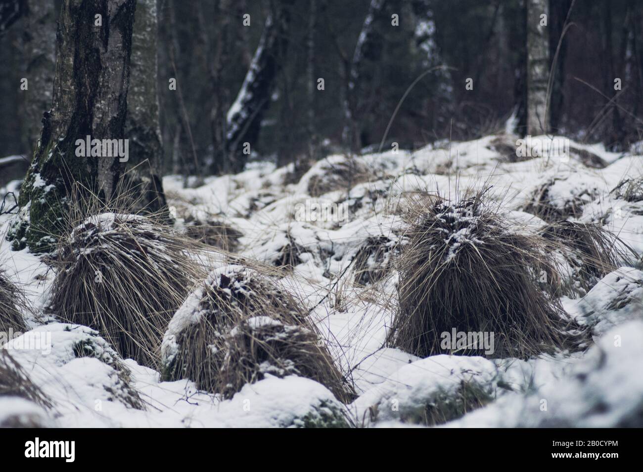 Forest photography in winter Stock Photo - Alamy