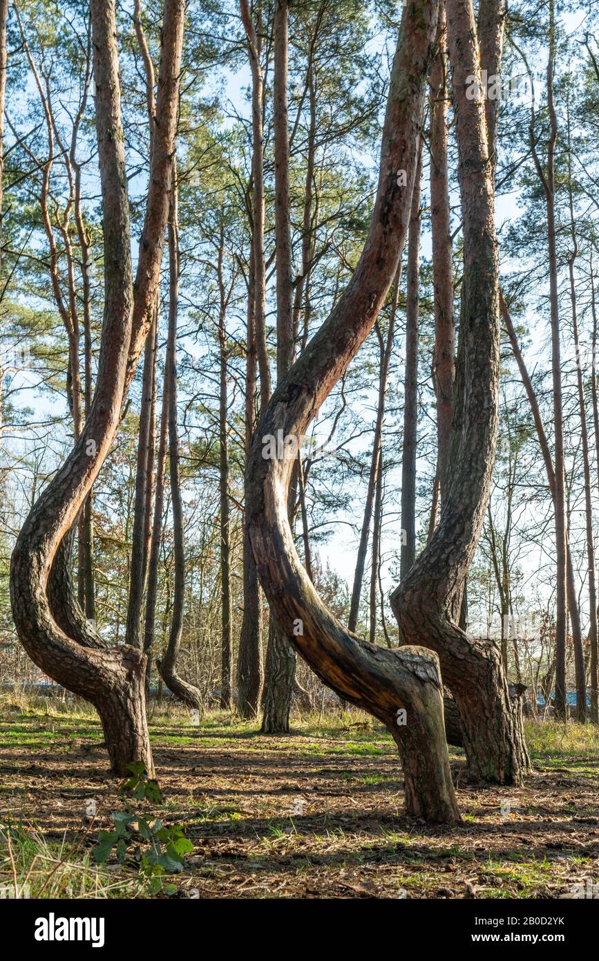 Crooked tree trunks at the crooked forest Krzywy Las near Gryfino in Poland Stock Photo