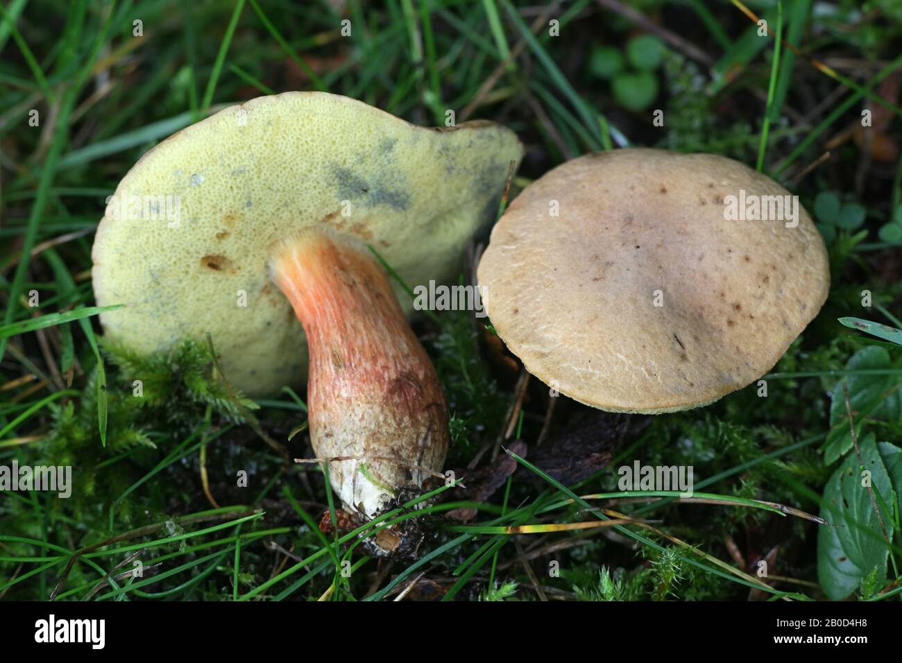 Hortiboletus bubalinus, a bolete mushroom from Finland with no common  english name Stock Photo - Alamy