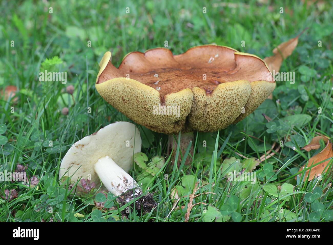 Suillus granulatus, commonly known as the weeping bolete or the granulated bolete, wild mushroom from Finland Stock Photo