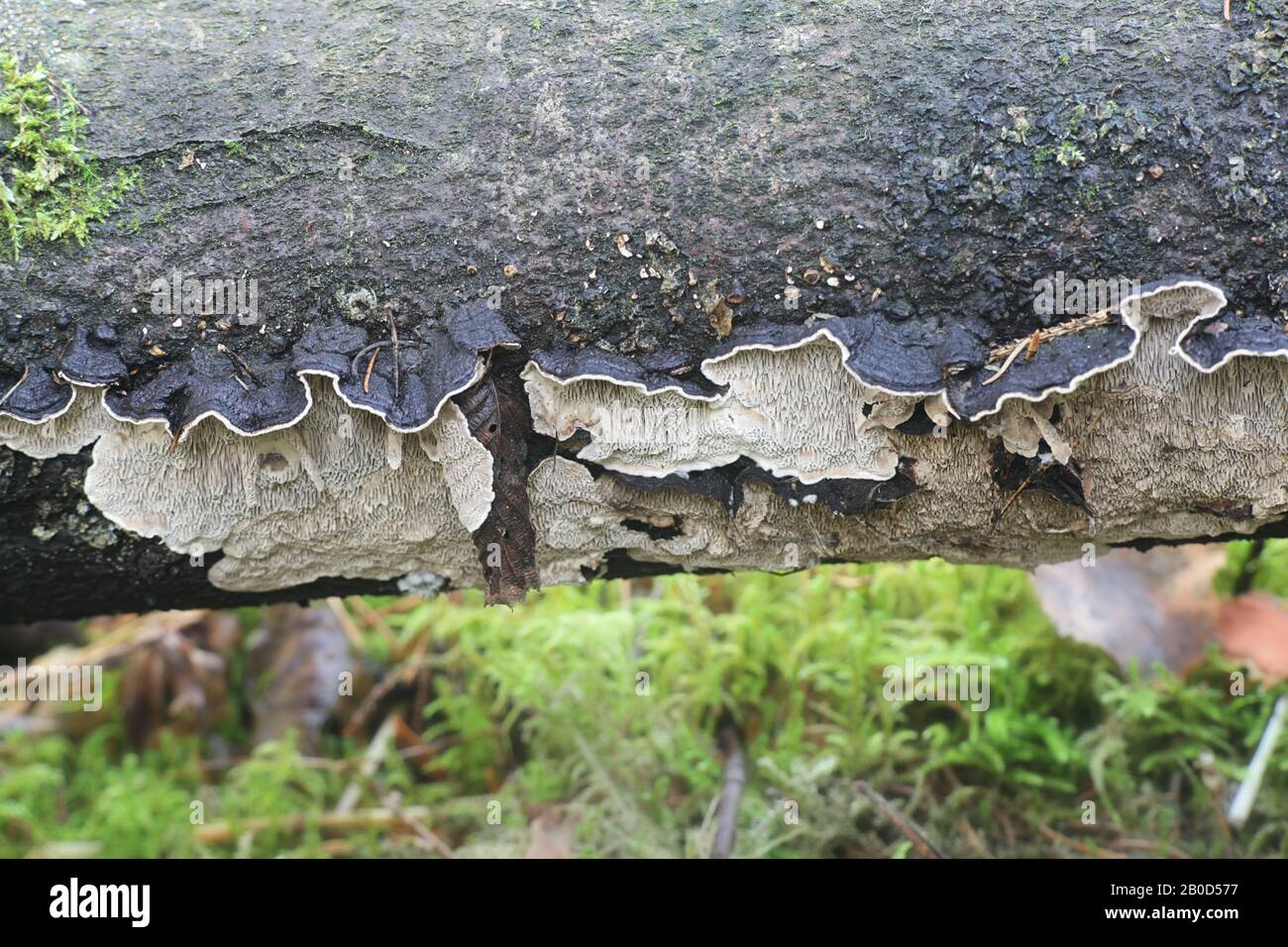Datronia mollis, known as the common mazegill, wild bracket fungus from Finland Stock Photo