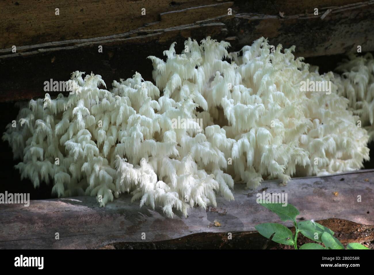 Hericium coralloides, known as the coral tooth fungus, wild mushroom from Finland Stock Photo