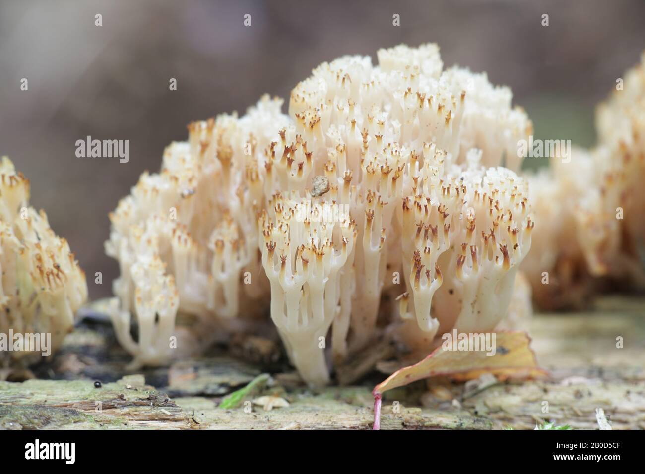 Artomyces pyxidatus, commonly called crown coral or crown-tipped coral fungus, wild mushroom from Finland Stock Photo