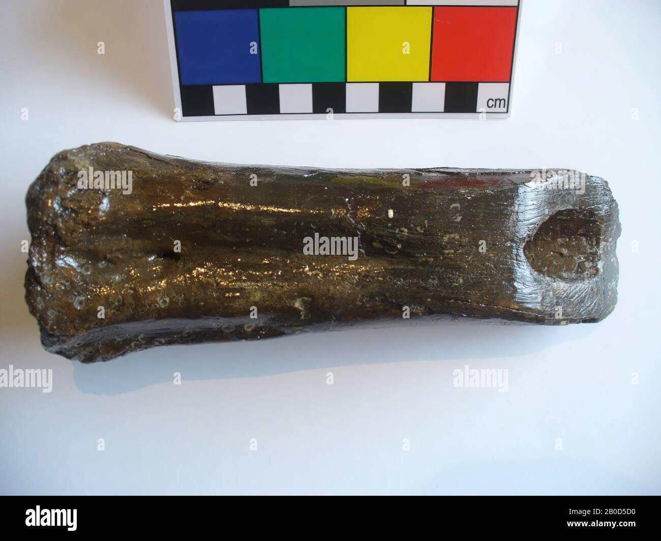 tool, organic, bone, L: 16.0 cm, W: 5.8 cm, D: 4.5 cm, G: 353 gr., Mesolithic 8000-4000 BC, Netherlands, South Holland, Maasvlakte, North Sea Stock Photo