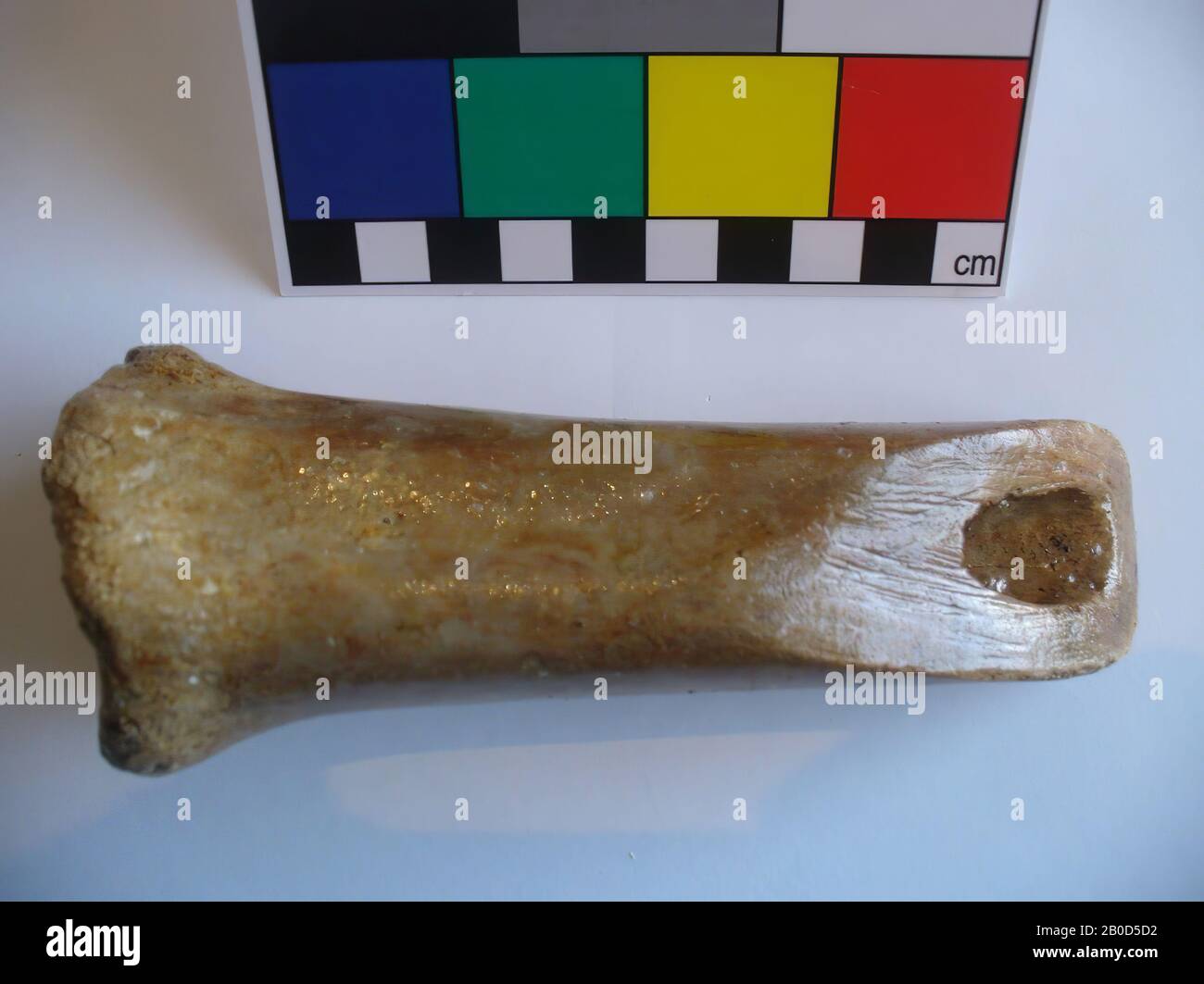 tool, organic, bone, L: 13.6 cm, W: 5.6 cm, D: 3.5 cm, G: 212 gr., Mesolithic 8000-4000 BC, Netherlands, South Holland, Maasvlakte, North Sea, near the English Banks Stock Photo