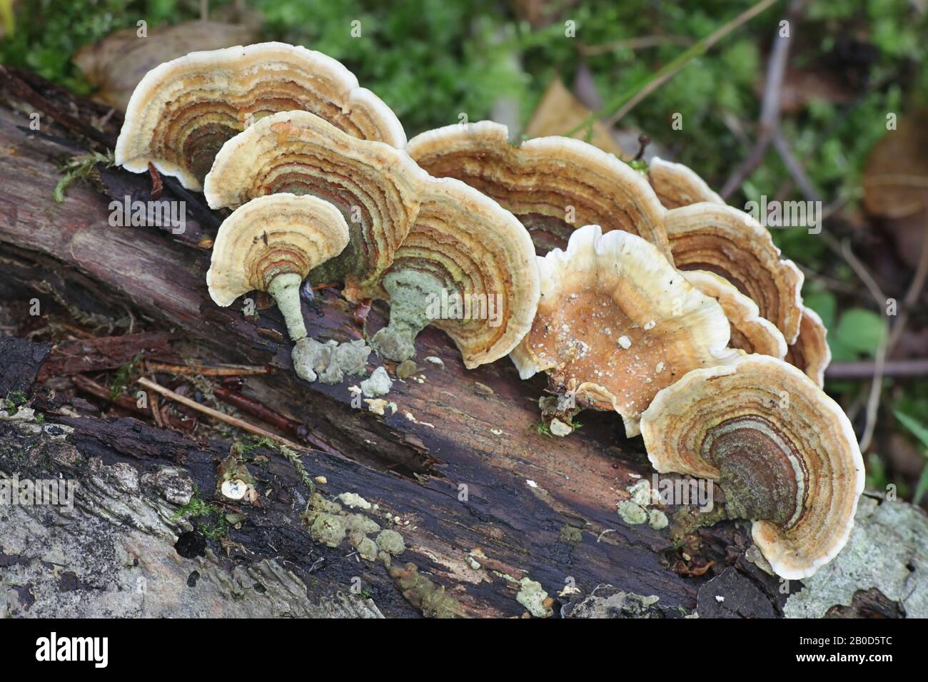 Stereum subtomentosum, known as the Yellowing Curtain Crust, wild fungus from Finland Stock Photo