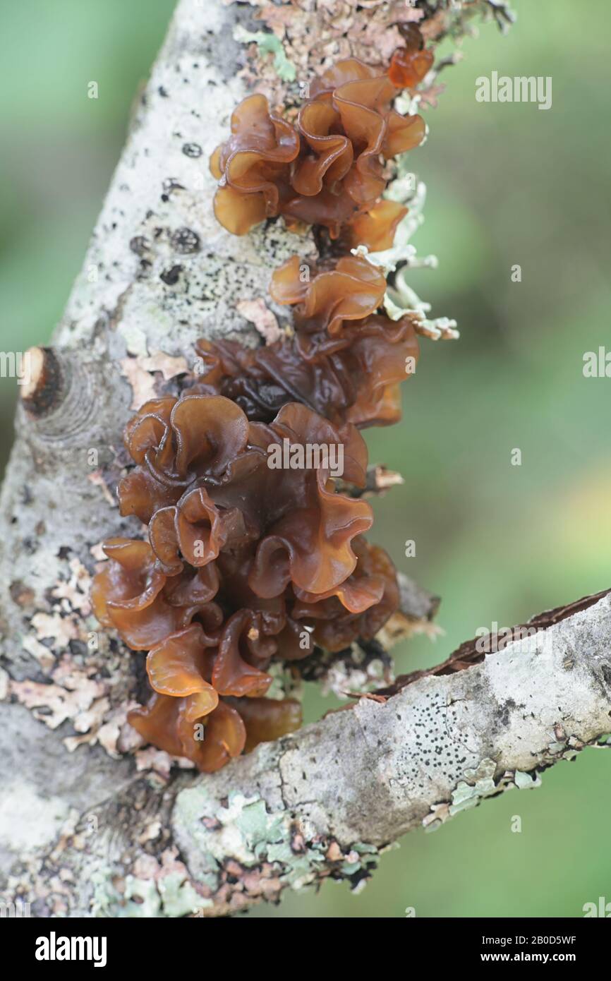 Tremella foliacea (Phaeotremella foliacea coll.), known as leafy brain