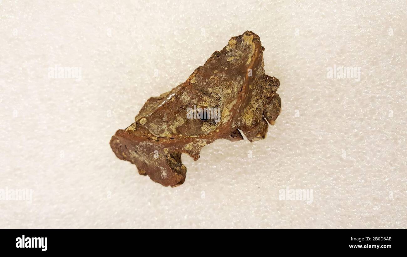 Human upper jaw fragment, upper jaw fragment, organic, bone (human), l. 5.5 cm, Mesolithic, the Netherlands, South Holland Stock Photo