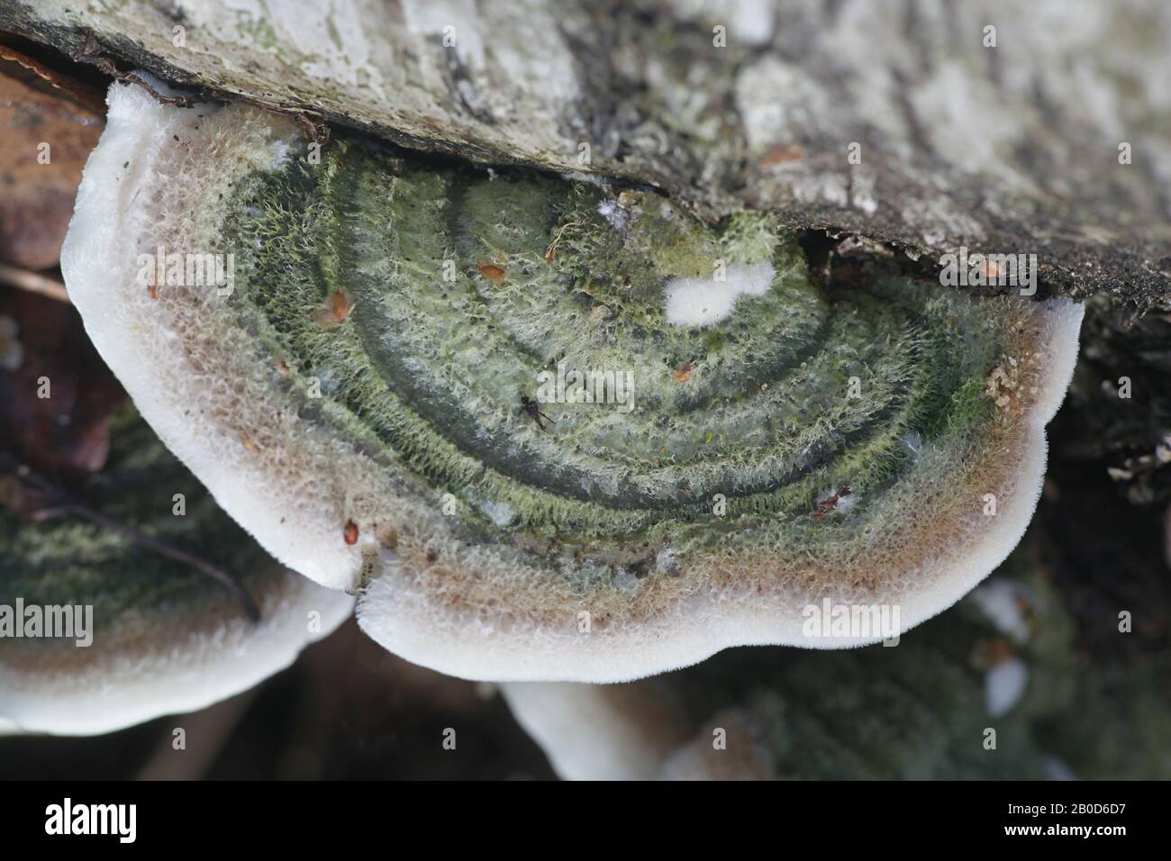 Cerrena unicolor, commonly known as the mossy maze polypore or canker rot fungus, wild bracket fungus from Finland Stock Photo