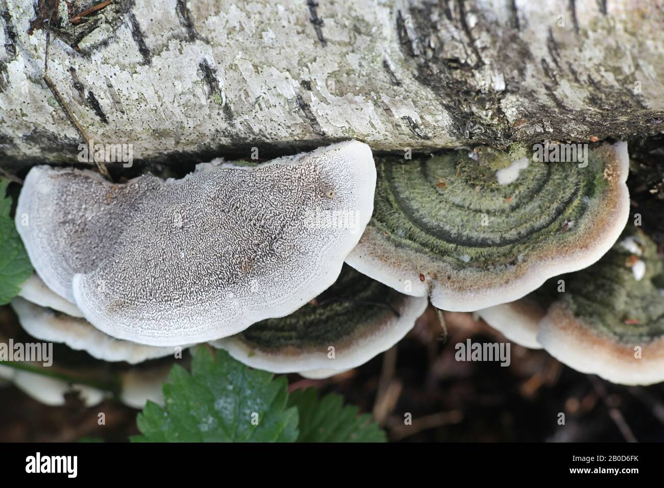 Cerrena unicolor, commonly known as the mossy maze polypore or canker rot fungus, wild bracket fungus from Finland Stock Photo