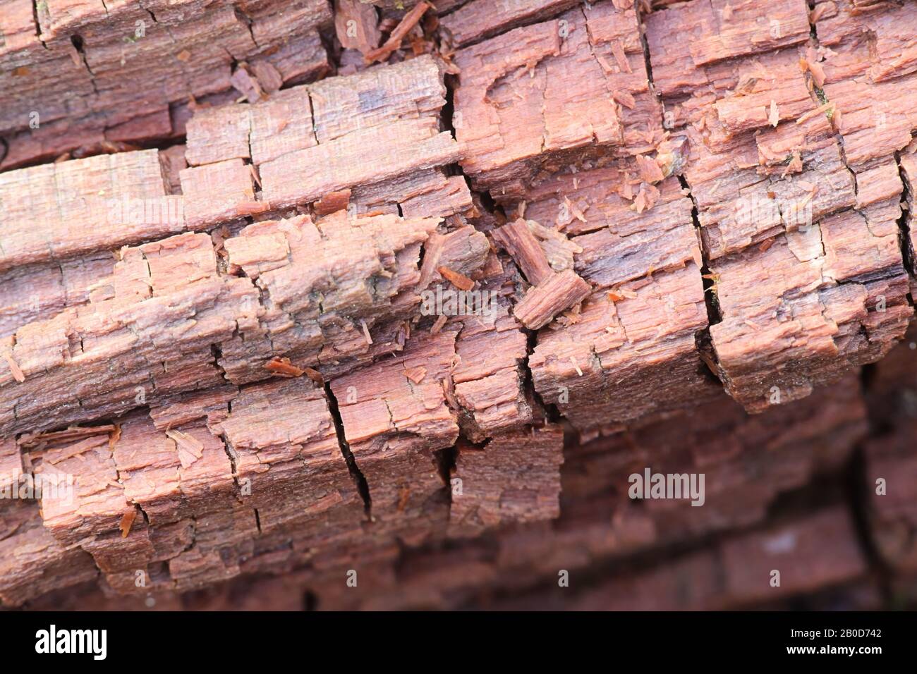 Brown-rot fungus breaking down hemicellulose and cellulose and displaying the typical cubical fracture Stock Photo