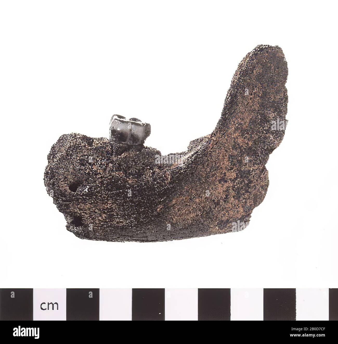This is a left jaw fragment (mandible) of a human being. There are two more teeth in the jaw, one of which is an immature wisdom tooth. This choice generally breaks through between the 17th and 21st year of life. As a result, it can be concluded that the person was not much older at the time of death. The roots of the other molar are missing because they are used for C14 research. The elector is then replaced. The surface of this molar is worn down., Lower jaw, organic, bone, L: 7,4 cm, W: 5,6 cm, D: 1,9 cm, Mesolithic, Netherlands Stock Photo