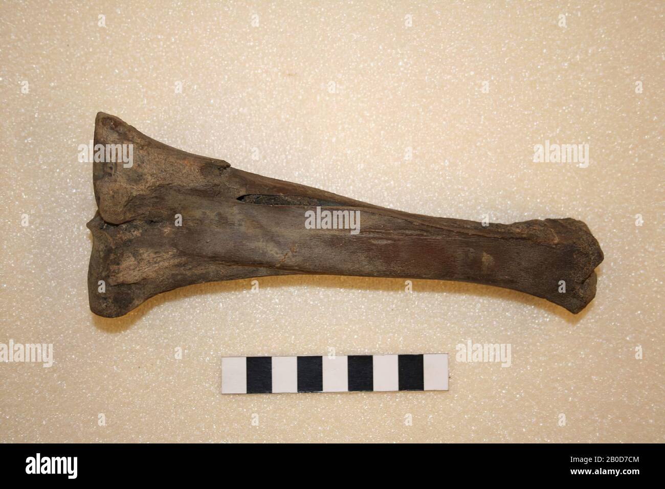 Bone, leg bone, bone, leg bone, organic, bone, L: 18 cm, Switzerland Stock Photo