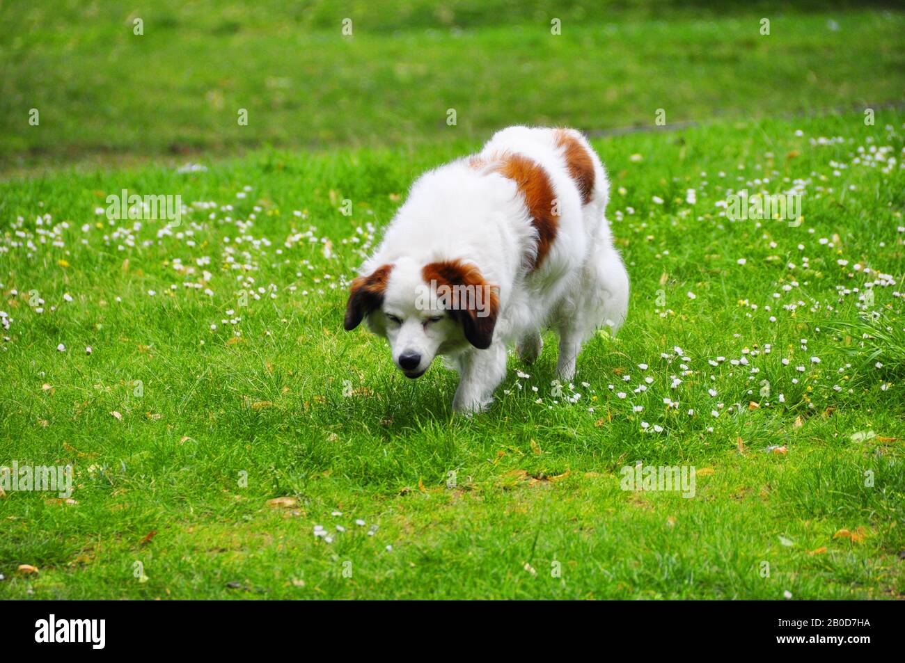 cute white dog is sniffing on grasses field. dog walk in flower garden field Stock Photo