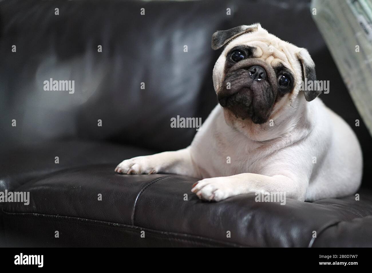 Cute white Pug Dog lay down  on Black leather Sofa. Stock Photo