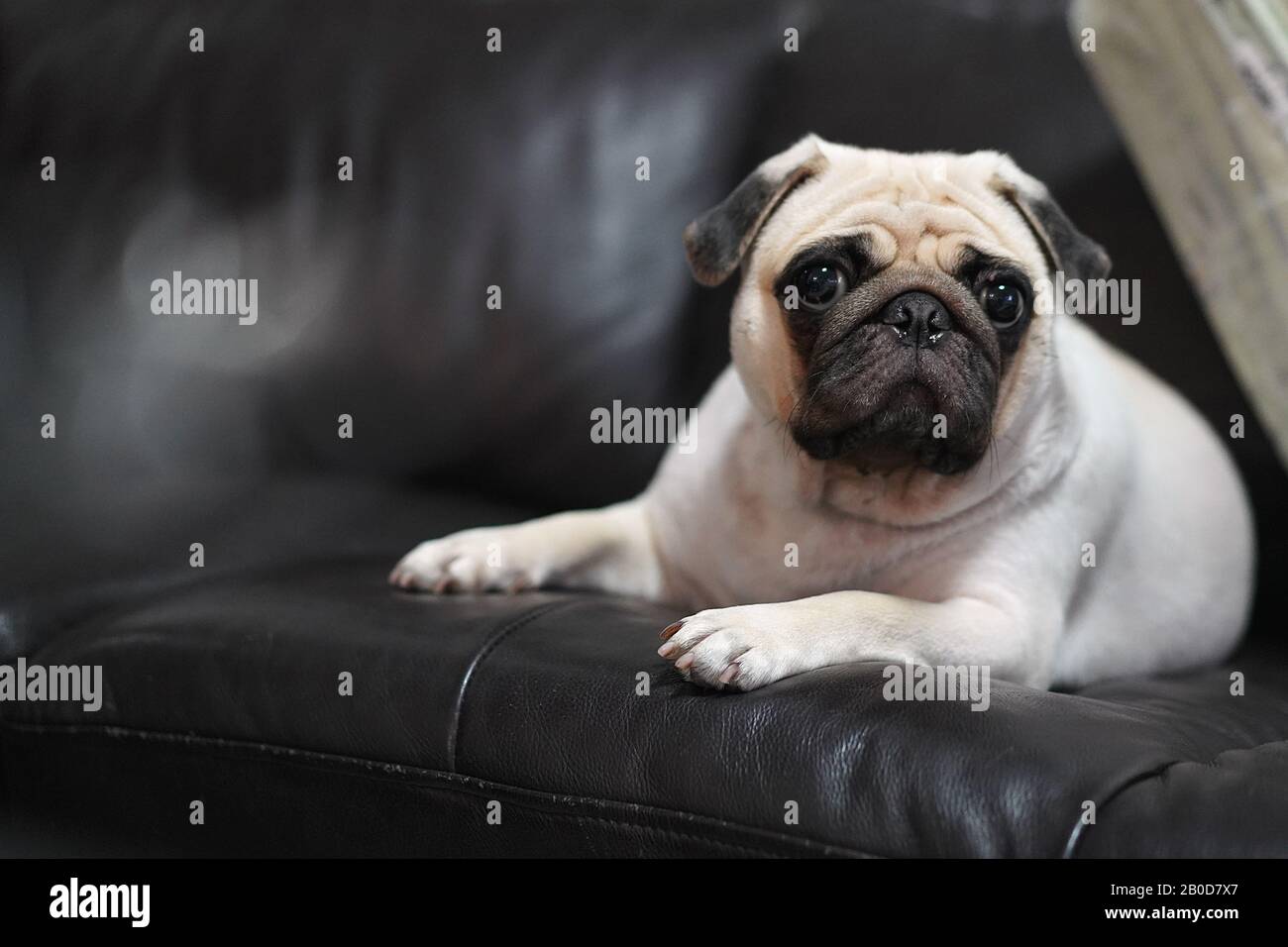 Cute white Pug Dog lay down  on Black leather Sofa. Stock Photo