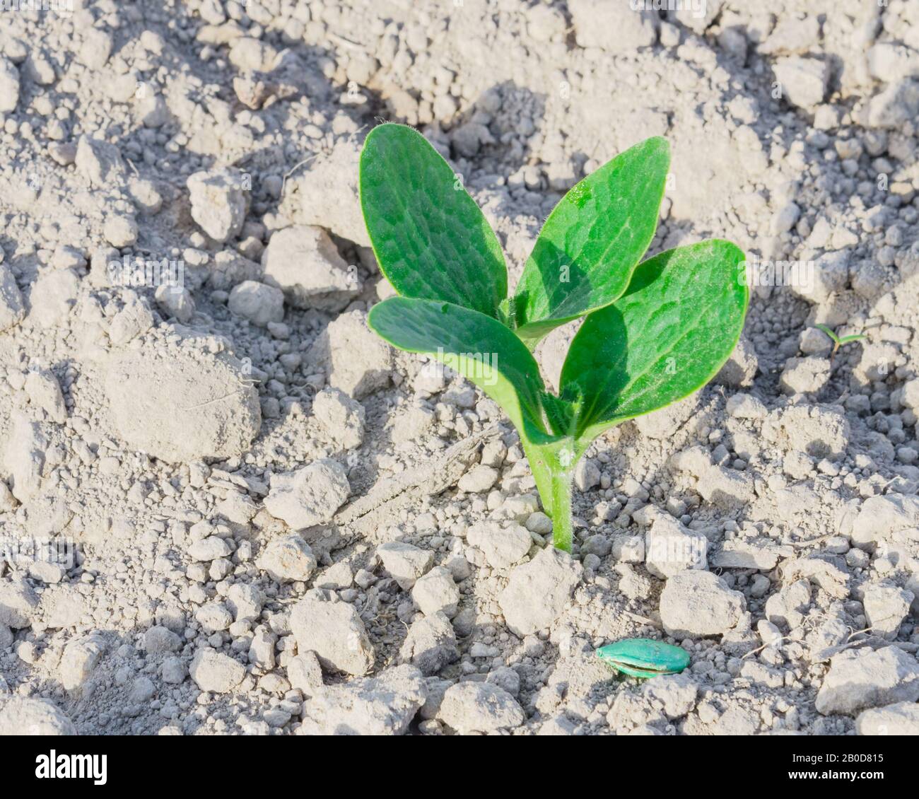 Squash seedling growing with green seed casing on dry loam soil at