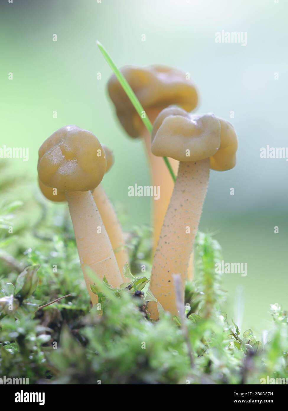 Leotia lubrica, commonly referred to as a jelly baby or jellybaby, wild