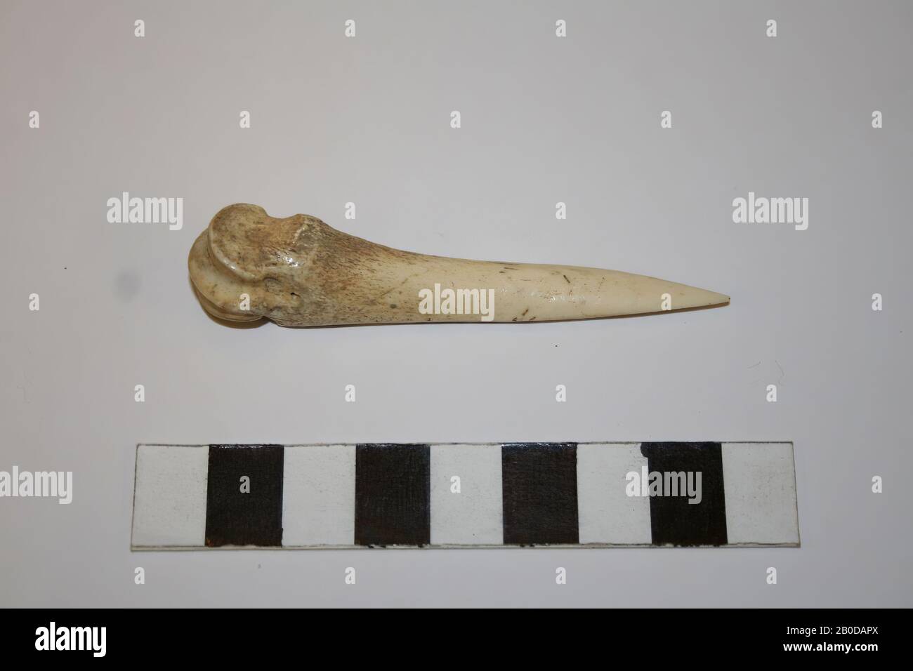 edit, point, organic, bone, L. 7 cm, France, unknown, unknown, unknown Stock Photo