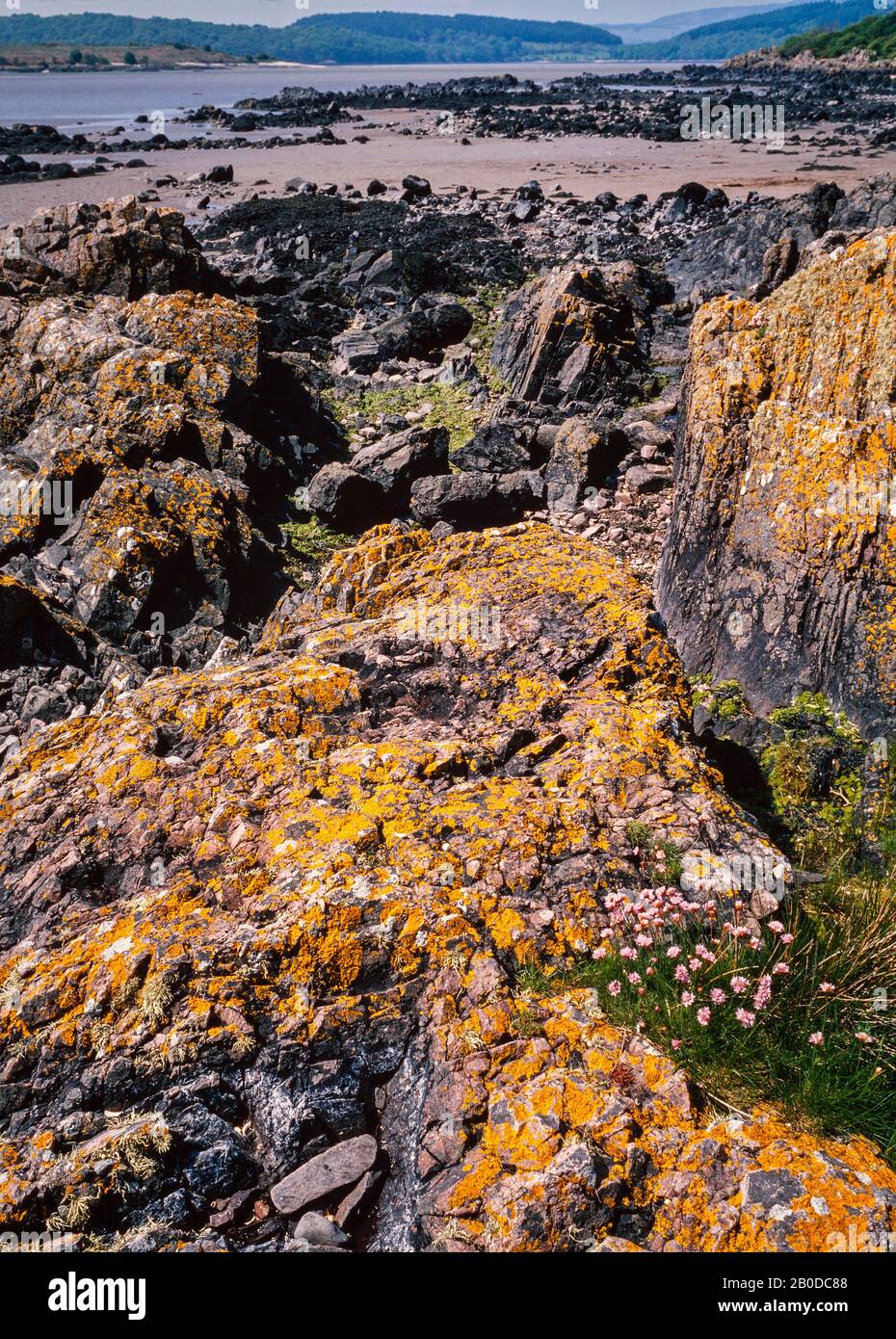 Rocky beach scene, Scotland, UK. Lichen covered rocks, mainly Xanthoria parietina. Also Thrift wild flowers, Ameria maritima (pink) Stock Photo