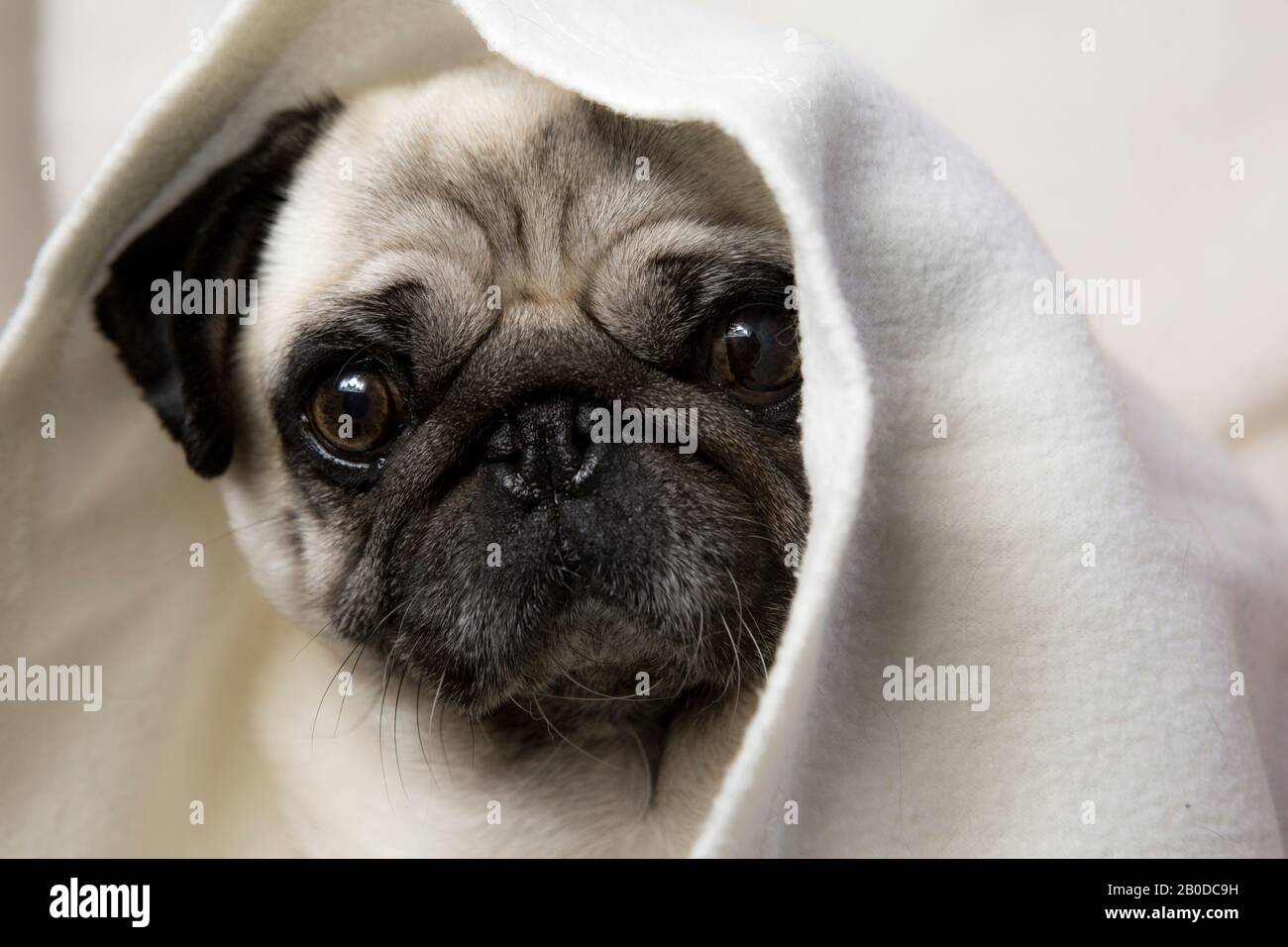 Adorable Pug dog close up portrait under white blanket. Brachycephalic flat face breed pet insurance vet care concept idea Stock Photo