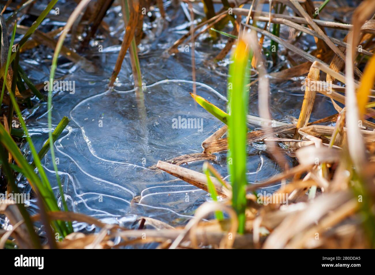 Abstract shape ice over young and dried reed plants on a lake. frozen ...