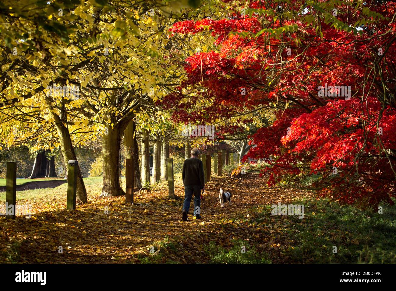 Retirement age man walking spaniel dog in Autumn fall leaves on a sunny day Stock Photo